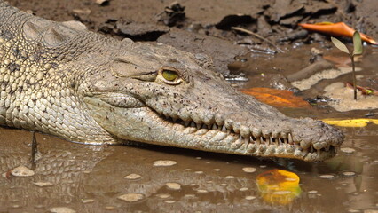 Close up of an American crocodile (Crocodylus acutus) in the Tamarindo Wildlife Refuge, Tamarindo, Costa Rica