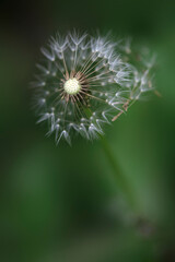 White dandelion on nature background