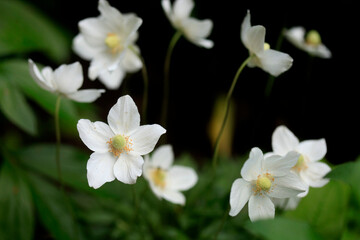 White flowers on nature background