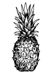 Pineapple fruit sketch clipart. Tropical fruit doodle isolated on white. Hand drawn vector illustration in engraving style.