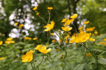 Blooming forest flowers. European forest in late spring and early summer.  Nature reserve near Krakow (Poland).