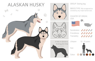 Alaskan husky clipart. Different poses, coat colors set.  Vector illustration © a7880ss