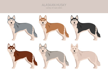 Alaskan husky clipart. Different poses, coat colors set