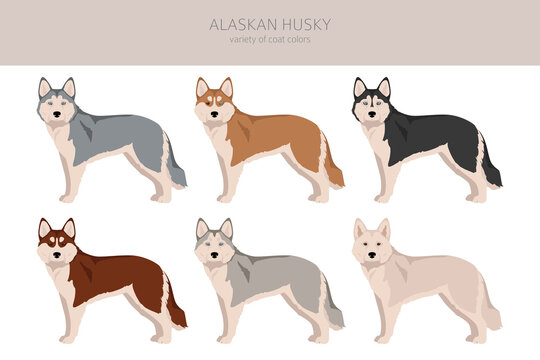 Husky coat hot sale types