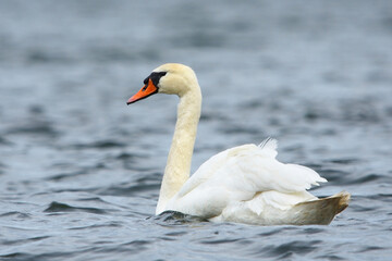 Fototapeta premium Mute swan (Cygnus olor) swimming in the windy sea.