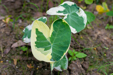 Caladium Bicolor beautiful leaves, Queen of leaf for garden decoration.