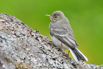 Young white wagtail (Motacilla alba) climbing on a rock.