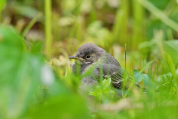 Young white wagtail (Motacilla alba) hiding in the grass in summer.