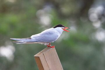 Ringed common tern (Sterna hirundo) trying to swallow large three-spined stickleback.