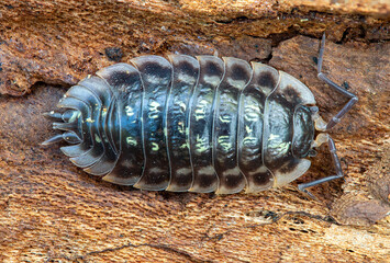 Closeup of a single armadillo bug, woodlouse, Oniscus asellus on a piece of bark, Lithuania