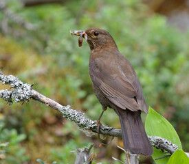 Common blackbird (Turdus merula) female with beak full of worms.