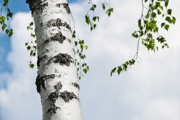 Silver birch tree trunk detail against white cloud background on blue sky. Betula pendula. Close-up...