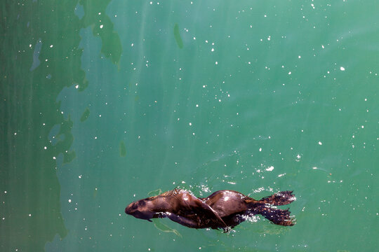 a graceful brown seal swims calmly in the dangerous waters of a South African beach 