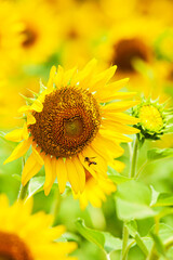 An Asian honeybee collects pollen from sunflowers.
