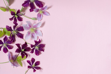 Fototapeta na wymiar Lovely colorful clematis flowers on a pink background.Copy space.