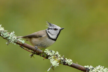 Fototapeta premium European crested tit (Lophophanes cristatus) in the forest.