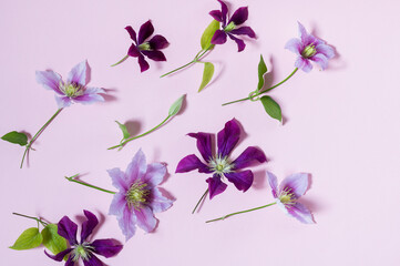 Lovely colorful clematis flowers on a pink background.