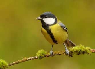 Fototapeta premium Great tit (Parus major) in the forest looking for food.