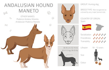 Andalusian hound Maneto clipart. Different poses, coat colors set