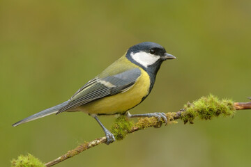 Great tit (Parus major) sitting on a mossy branch in the forest.