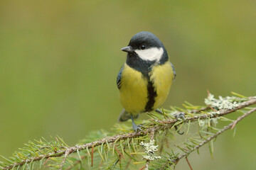 Great tit (Parus major) sitting on a spruce branch in winter.