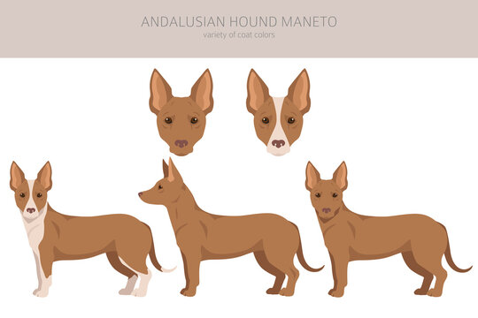 Andalusian hound Maneto clipart. Different poses, coat colors set