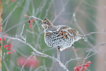 Hazel grouse (Tetrastes bonasia) sitting on a rowan tree in winter.