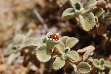 Red ladybug with black dots sitting on green grass. The ladybugs going to fly. - Powered by Adobe