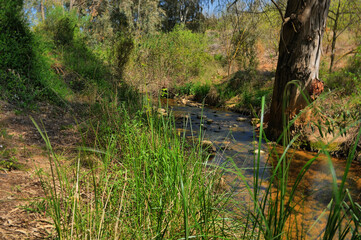 Brooks bank in northern Israel. Ayun Stream Nature Reserve
