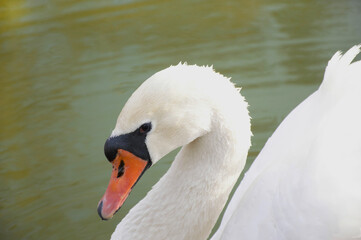 Mute swan (Cygnus olor) close-up of head profile, beautiful close-up of mute swans head. Gracious looking bird. A symbol of beauty and purity