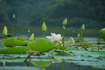 lotus in the lake