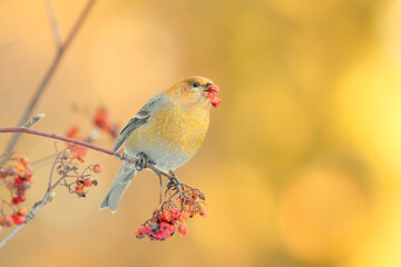 Pine grosbeak (Pinicola enucleator) female feeding on rowan berries in fall.