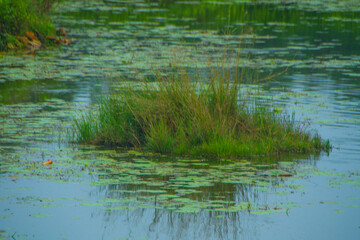 Fototapeta na wymiar grass in the water