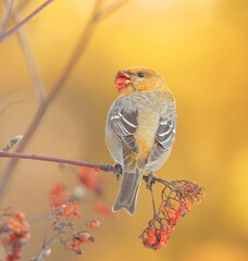 Pine grosbeak (Pinicola enucleator) female feeding on rowan berries in fall.