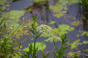 flower in lake 