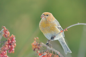 Pine grosbeak (Pinicola enucleator) female feeding on rowan berries in fall.