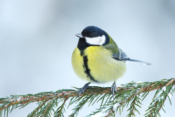 Great tit (Parus major) resting on a spruce branch in winter.