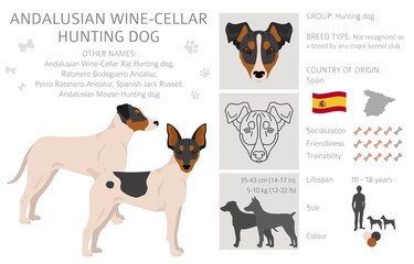 Andalusian Wine-cellar rat hunting dog clipart. Different poses, coat colors set