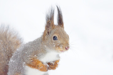 Red squirrel (Sciurus vulgaris) in winter with white snow in the background.