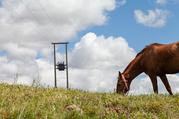 long shot of a brown horse grazing and pasturing in the field on a sunny day