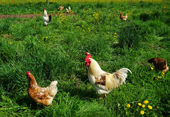 Hühnergarten mit glücklichen Hühnern und Hähnen
