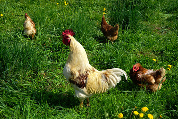 Hühnergarten mit glücklichen Hühnern und Hähnen