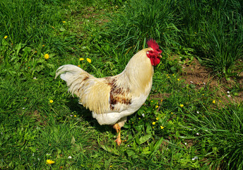 Hahn auf der Wiese