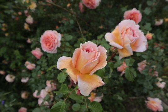 The Chippendale rose is yellowish pink in color, growing in a flower bed in the park.