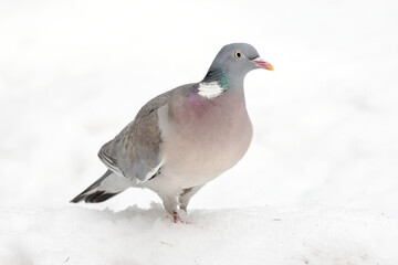 Common wood pigeon (Columba palumbus) walking in the snow.