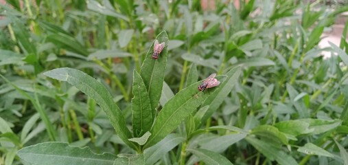 Fly seating on Grass