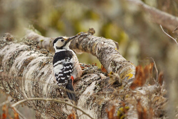 White-backed woodpecker (Dendrocopos leucotos) feamle searching for food from a fallen tree.