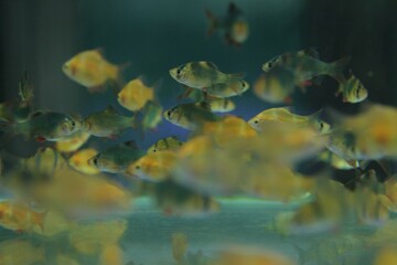 fish in aquarium