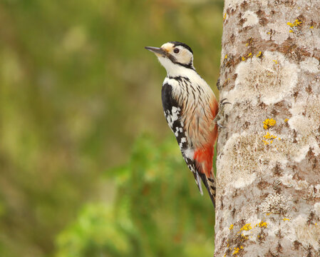 White-backed woodpecker (Dendrocopos leucotos) feamle in the forest searching for food.