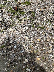 Seashells and seaweed on beach tropical 